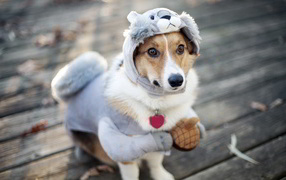 Cute dog in a funny costume