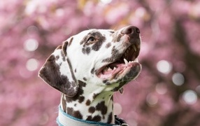 Морда далматина с открытым ртом