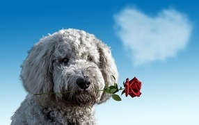 Dog with a rose in his teeth against the sky