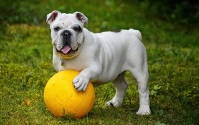 English bulldog playing with a ball