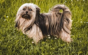 Пушистая русская  цветная болонка стоит на зеленой траве