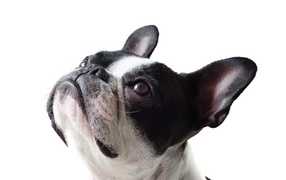 Голова французского бульдога на белом фоне