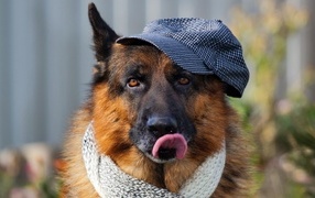 Немецкая овчарка в кепке и шарфе
