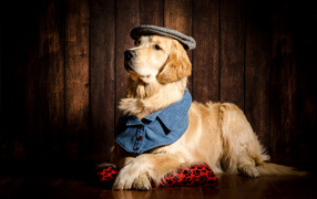 Золотистый ретривер в шляпе лежит на полу