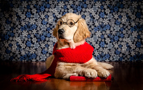 Золотистый ретривер в красном шарфе