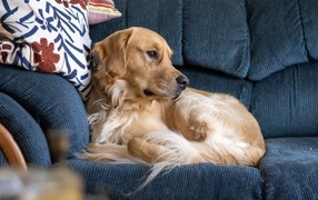 Golden retriever lying on the couch