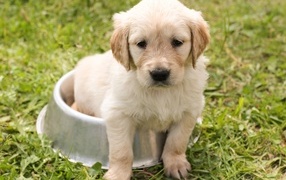 Golden retriever puppy sitting in a bowl