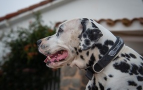 Great Spotted Dalmatian in a collar