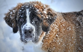 Great St. Bernard in the snow