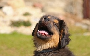 Happy german shepherd puppy basking in the sun