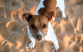 Пес породы джек рассел терьер стоит на песке 