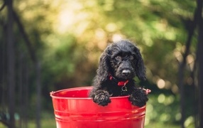 Little black puppy sits in a red bucket