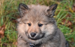 Little eurasian puppy close up