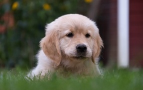 Маленький щенок золотистого ретривера в траве