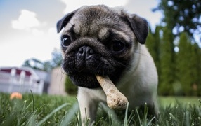 Little pug with a bone in his mouth