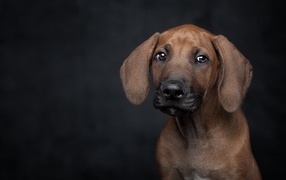 Маленький грустный породистый щенок на черном фоне