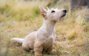 Маленький шнауцер сидит на траве 