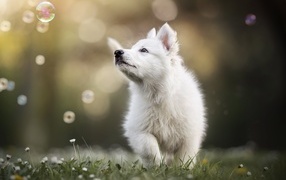 Little white funny puppy on the grass