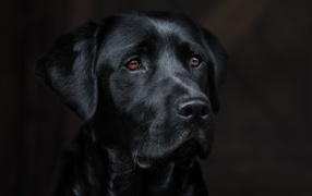 Морда черного лабрадора крупным планом