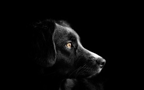 Muzzle of a dog on a black background