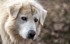 Old white dog with sad eyes