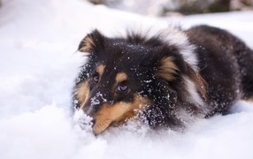Pedigree dog lies on cold snow in winter