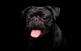 Pug with his tongue hanging out on a black background
