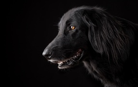 Породистый пес с открытой пастью на черном фоне