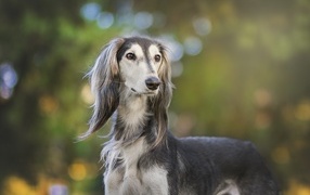 Породистая охотничья собака