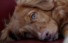 Sad brown dog close up