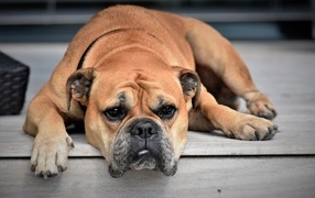 Sad continental bulldog lies on the floor