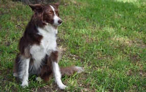 Грустный пес породы бордер колли сидит на траве