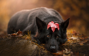 Грустный пес лежит на холодной земле