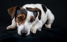 Грустный джек рассел терьер на черном фоне