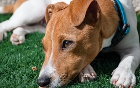 Sad jack russell terrier on green grass