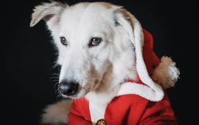 Sad white dog in a red suit