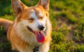 Satisfied corgi with tongue hanging out