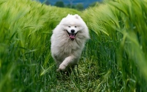 Satisfied white dog runs through the green grass