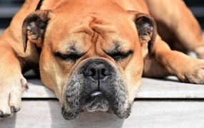 Sleeping bulldog basking in the sun