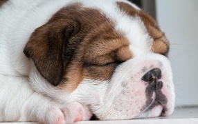 Sleeping english bulldog puppy