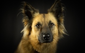 Smart muzzle of a dog on a black background