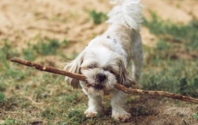The dog brought a big stick