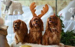 Three purebred dogs pose for a photo