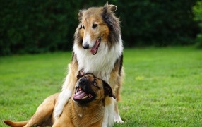 Two dogs play on the green grass
