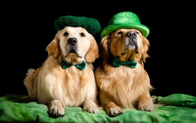 Два золотистых ретривера в шляпах