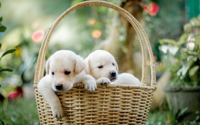 Two little golden retriever puppies in a basket