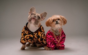 Две породистые собаки в костюмах на сером фоне