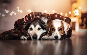 Two purebred dogs lie under a blanket