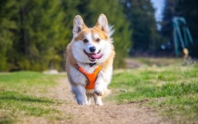 Пес породы вельш корги с высунутым языком