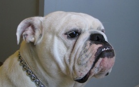 White bulldog with collar